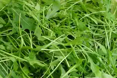 Bunch of fresh green arugula leaves