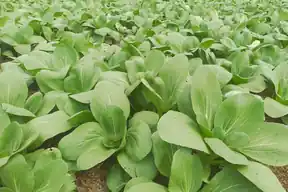 Rows of young bok choy growing in a field