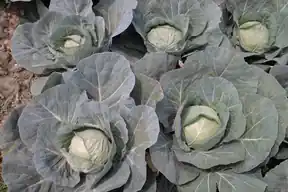 Heads of green cabbage growing in a garden bed