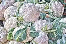 Heads of cauliflower wrapped in their leaves