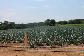 Field of collard greens planted in long rows