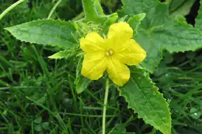 Cucumber vine with a yellow flower and rough leaves