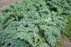 Curly kale plants with ruffled blue-green leaves