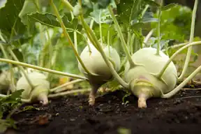 Pale green kohlrabi bulbs growing at soil level