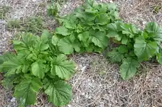 Mustard green plants growing in a mulched bed