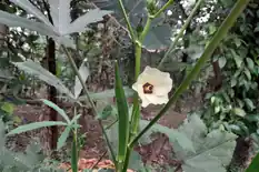 Okra plant with a pale yellow flower and upright pods