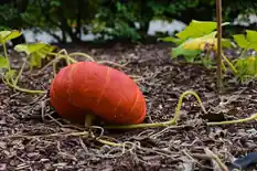 Orange pumpkin growing on the vine in a mulched garden