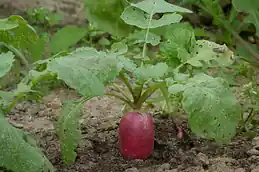 Red radish root pushing out of the soil beneath its leaves