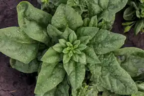 Spinach plant with dark green leaves growing in soil