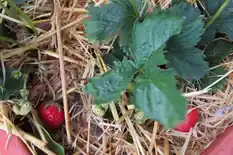 Strawberry plant with ripe red berries on straw mulch