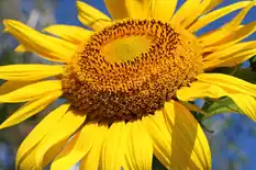 Large yellow sunflower head in bloom