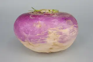 Purple-top turnip root