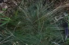 Clump of fine-leaved red fescue