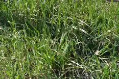 Kentucky bluegrass growing in a lawn