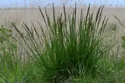 Clump of tall fescue with upright leaves