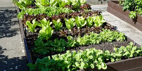 Raised wooden vegetable beds planted with rows of lettuce and young greens