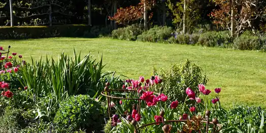 Green lawn edged by a flower border with red blooms and shrubs