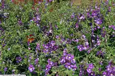 Bed of purple angelonia in bloom