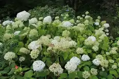 Annabelle hydrangea shrub covered in round white flower heads
