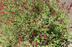 Autumn sage (Salvia greggii) shrub dotted with small red flowers