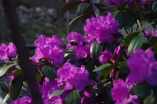 Azalea covered in vivid purple-pink blooms