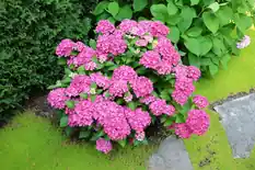 Bigleaf hydrangea with pink mophead flowers