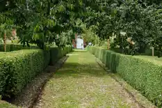 Clipped boxwood hedges lining a grass garden path