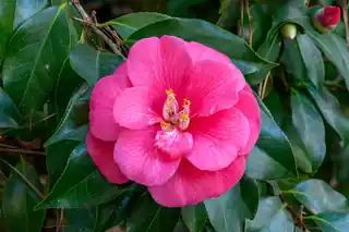 Pink double camellia flower among glossy leaves
