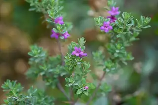 Silvery Texas sage (cenizo) branches with purple flowers