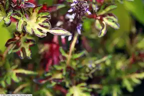 Coleus leaves in burgundy, green and cream