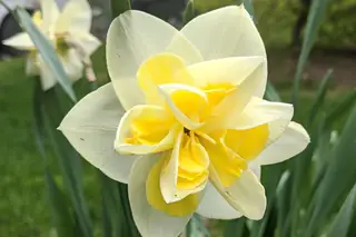 Double yellow and white daffodil flowers