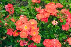 Low groundcover rose covered in coral-pink blooms