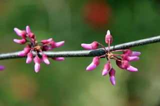 Magenta-pink eastern redbud blossoms along a bare branch