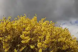 Forsythia shrub covered in yellow spring flowers