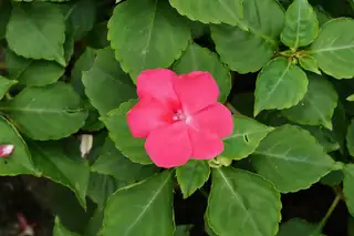 Pink impatiens flower among green leaves