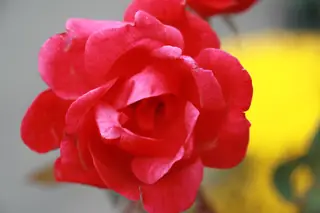 Red Knock Out rose bloom