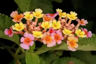 Lantana flower cluster in yellow, orange and pink
