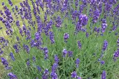Rows of purple English lavender in bloom
