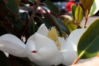 Creamy white Little Gem magnolia flower with glossy leaves
