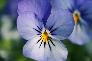 Blue and white pansy flower with a yellow center