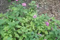 Pentas plants with clusters of small pink flowers
