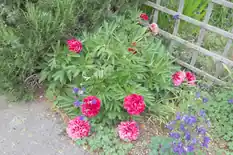 Pink peonies blooming in a garden border