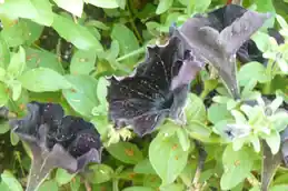 Dark purple petunia flowers among green foliage