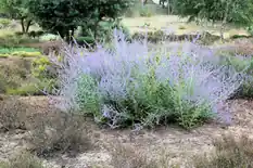 Russian sage with hazy lavender-blue flower spikes