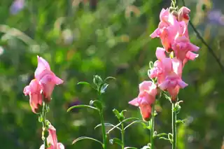 Pink snapdragon flower spikes
