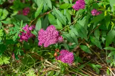 Spirea shrub with flat pink flower clusters