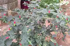 Turk's cap shrub with small red flowers