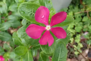 Bright pink vinca (Madagascar periwinkle) flower