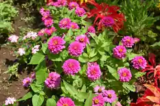 Bed of bright pink double zinnias