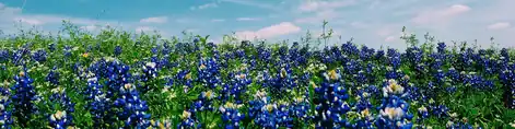 Field of blue Texas bluebonnets in spring under a blue sky